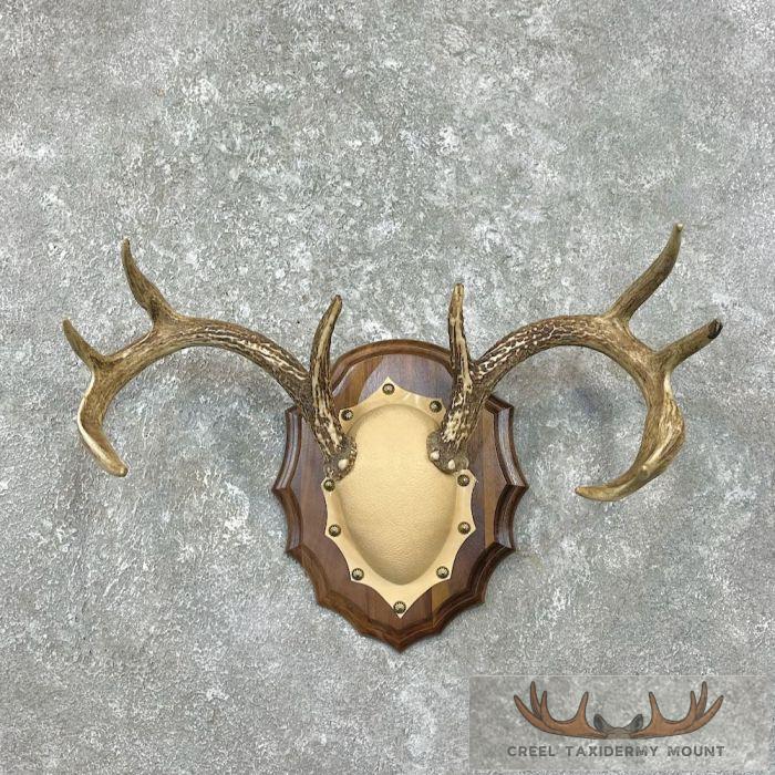 Whitetail Deer Antler Plaque Taxidermy Mount For Sale
