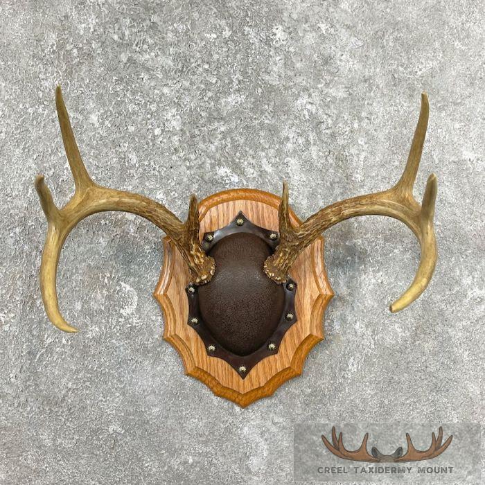 Whitetail Deer Antler Plaque Taxidermy Mount For Sale