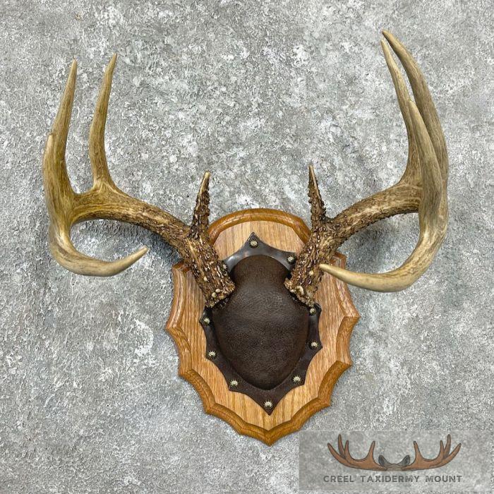 Whitetail Deer Antler Plaque Taxidermy Mount For Sale