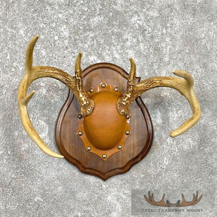 Whitetail Deer Antler Plaque Taxidermy Mount For Sale