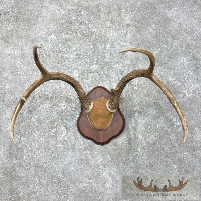 Whitetail Deer Antler Plaque Taxidermy Mount For Sale