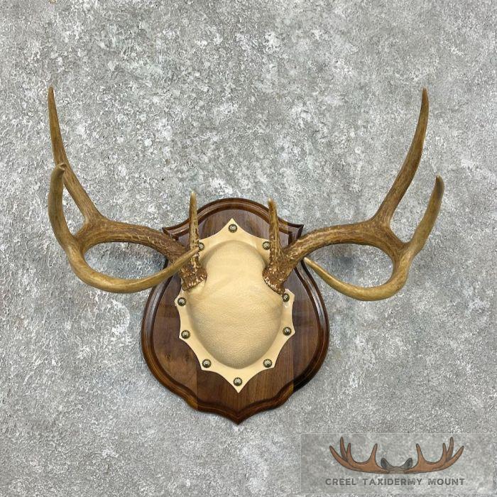 Whitetail Deer Antler Plaque Taxidermy Mount For Sale