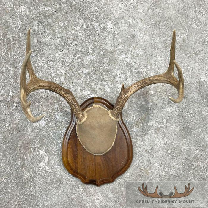 Whitetail Deer Antler Plaque Taxidermy Mount For Sale