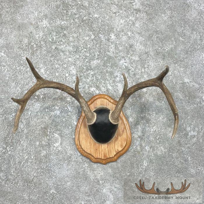 Whitetail Deer Antler Plaque Taxidermy Mount For Sale