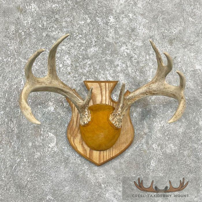Whitetail Deer Antler Plaque Taxidermy Mount For Sale