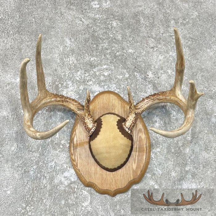Whitetail Deer Antler Plaque Taxidermy Mount For Sale