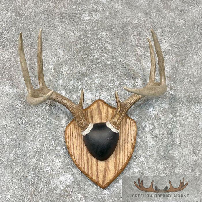 Whitetail Deer Antler Plaque Taxidermy For Sale