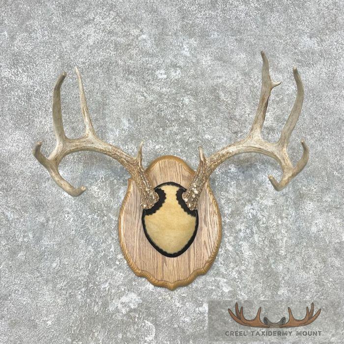 Whitetail Deer Antler Plaque Taxidermy Mount For Sale