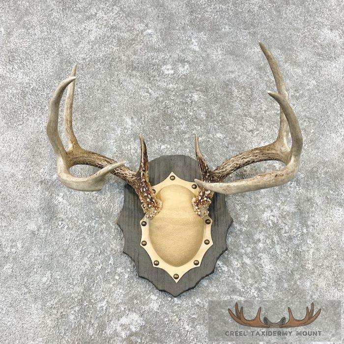 Whitetail Deer Antler Plaque Taxidermy Mount For Sale