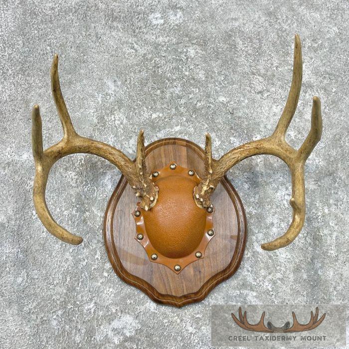 Whitetail Deer Antler Plaque Taxidermy Mount For Sale