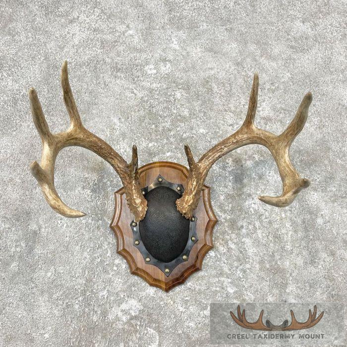 Whitetail Deer Antler Plaque Taxidermy Mount For Sale