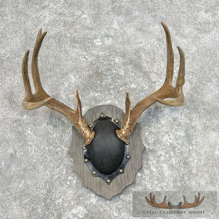 Whitetail Deer Antler Plaque Taxidermy Mount For Sale