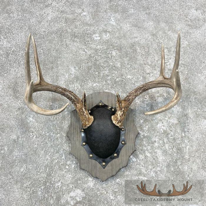 Whitetail Deer Antler Plaque Taxidermy Mount For Sale