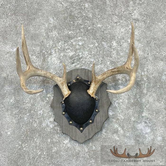 Whitetail Deer Antler Plaque Taxidermy Mount For Sale