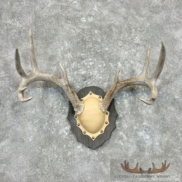 Whitetail Deer Antler Plaque Taxidermy Mount For Sale