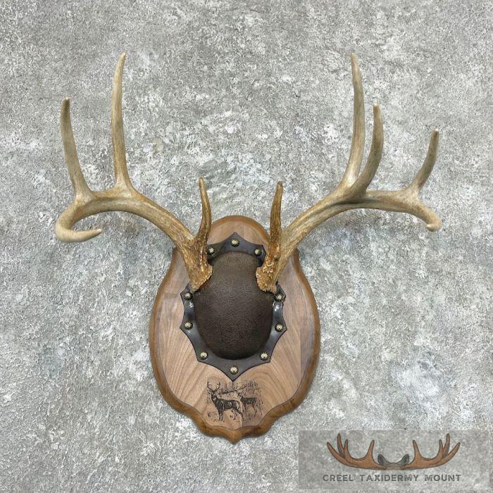 Whitetail Deer Antler Plaque Taxidermy Mount For Sale