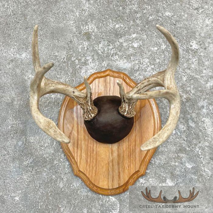 Whitetail Deer Antler Plaque Taxidermy Mount For Sale