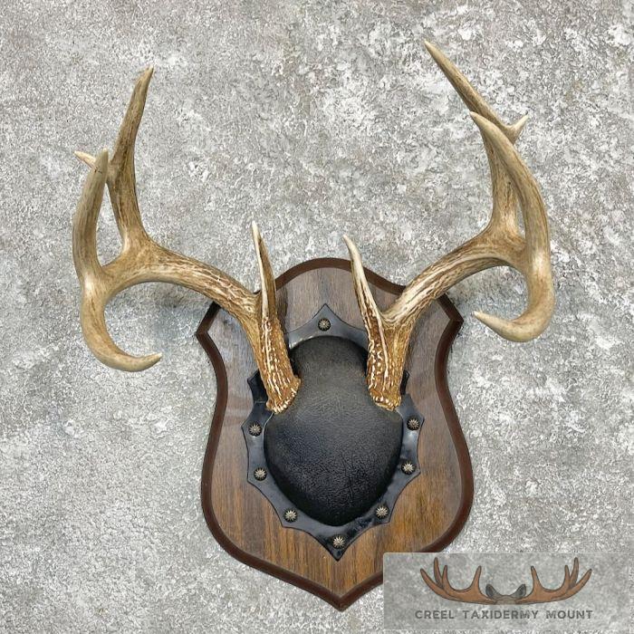 Whitetail Deer Antler Plaque Taxidermy Mount For Sale
