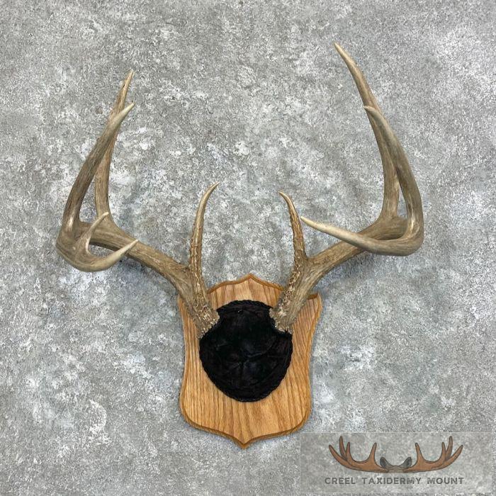 Whitetail Deer Antler Plaque Taxidermy Mount For Sale