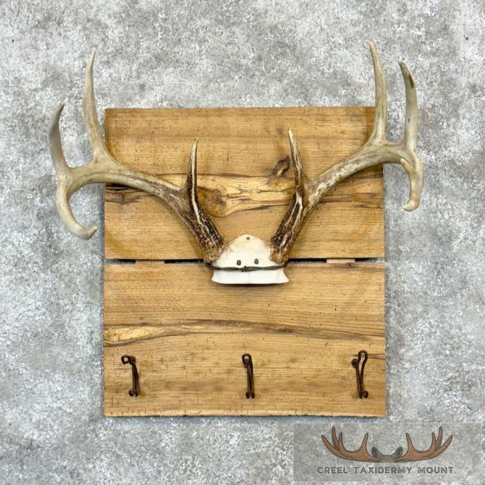 Whitetail Deer Antler Plaque Taxidermy Mount For Sale