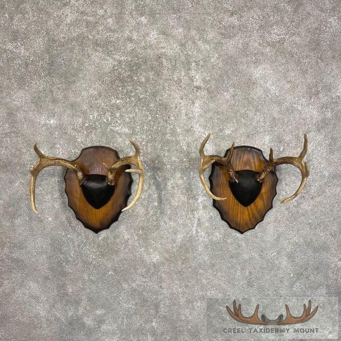 Whitetail Deer Antler Plaque Pair For Sale