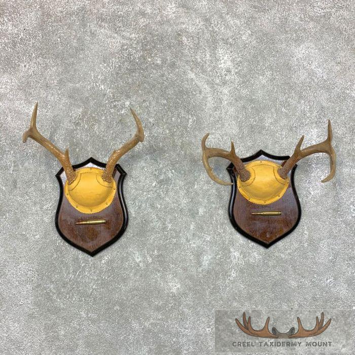 Whitetail Deer Antler Plaque Pair Taxidermy For Sale