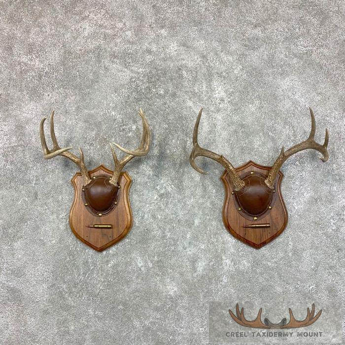 Whitetail Deer Antler Plaque Pair Taxidermy For Sale