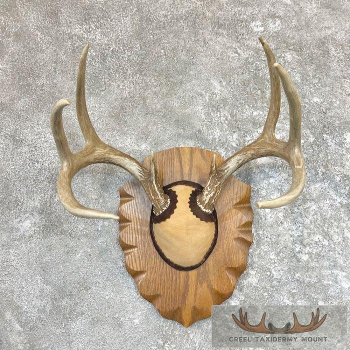 Whitetail Deer Antler Plaque Taxidermy For Sale
