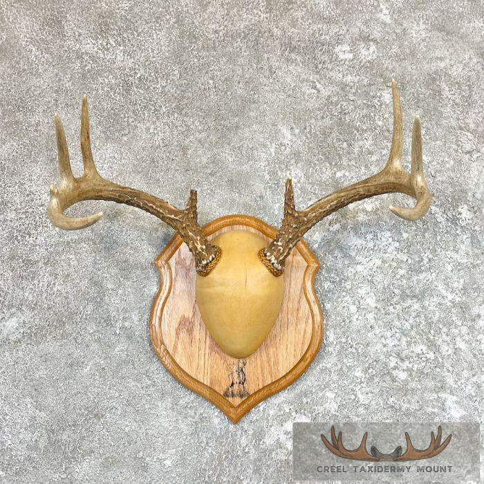 Whitetail Deer Antler Plaque Taxidermy For Sale