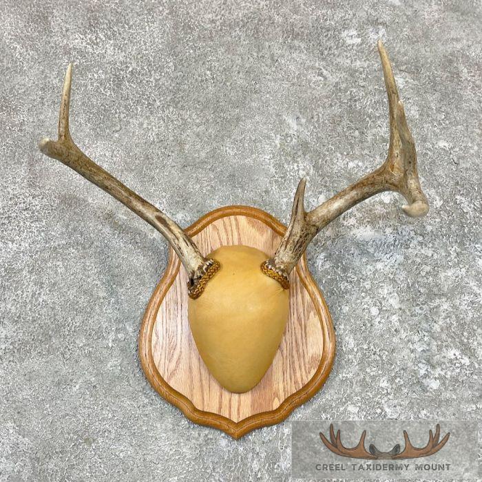 Whitetail Deer Antler Plaque Taxidermy Mount For Sale