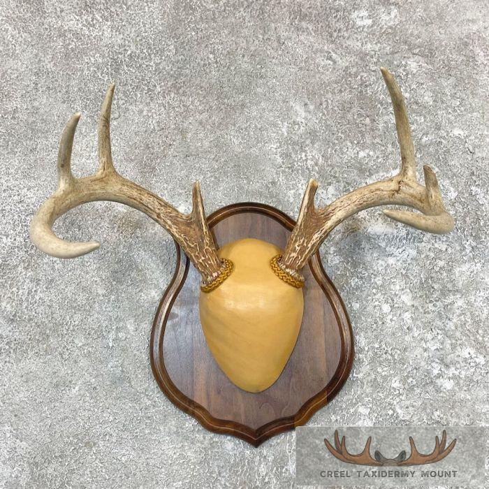 Whitetail Deer Antler Plaque Taxidermy Mount For Sale