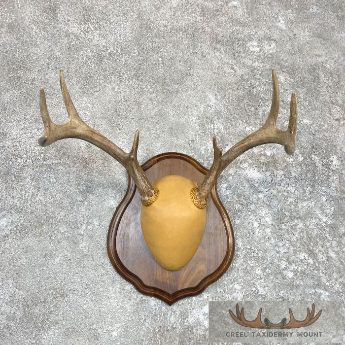 Whitetail Deer Antler Plaque Taxidermy Mount For Sale