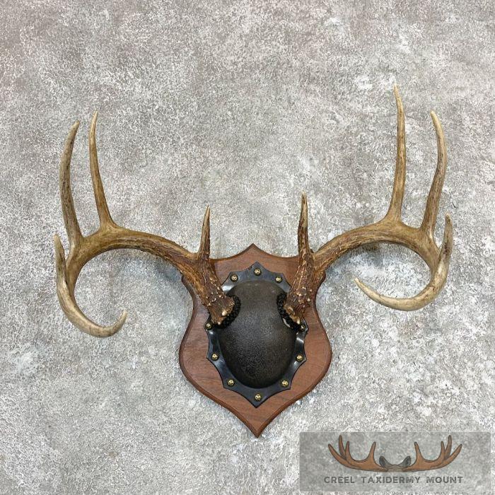 Whitetail Deer Antler Plaque Taxidermy Mount For Sale