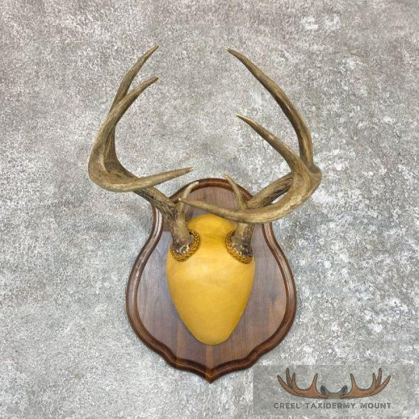 Whitetail Deer Antler Plaque Taxidermy Mount For Sale