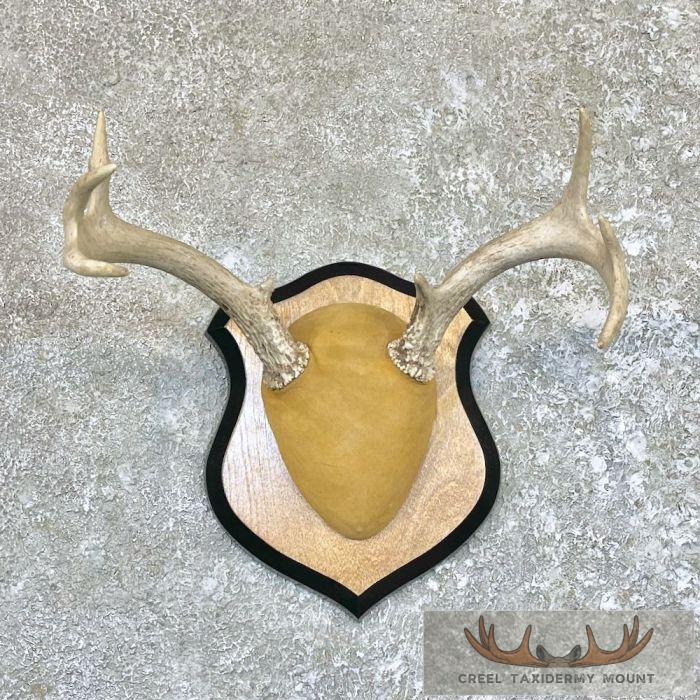 Whitetail Deer Antler Plaque Taxidermy Mount For Sale