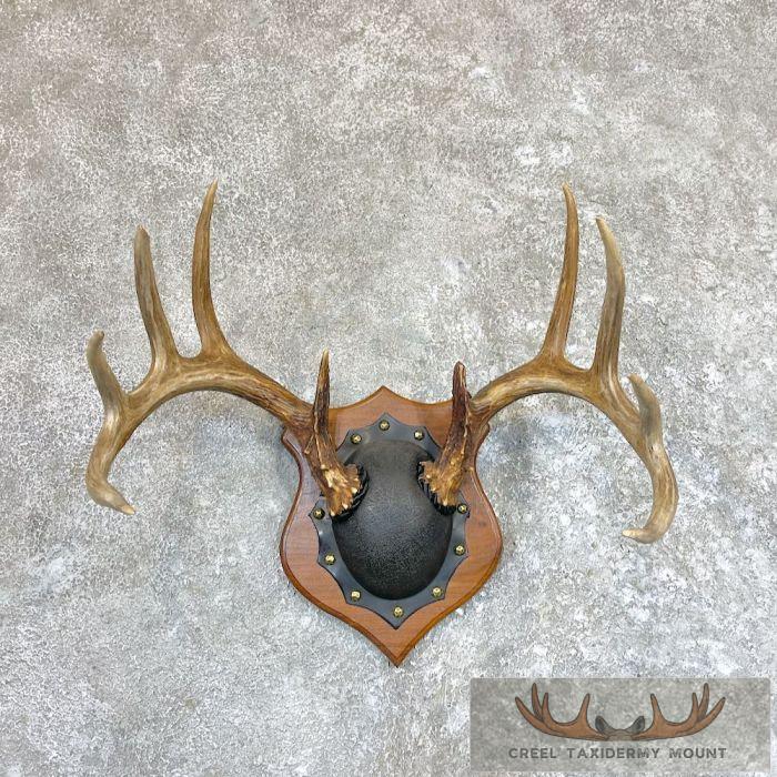 Whitetail Deer Antler Plaque Taxidermy Mount For Sale