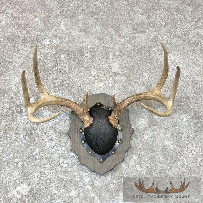Whitetail Deer Antler Plaque Taxidermy Mount For Sale