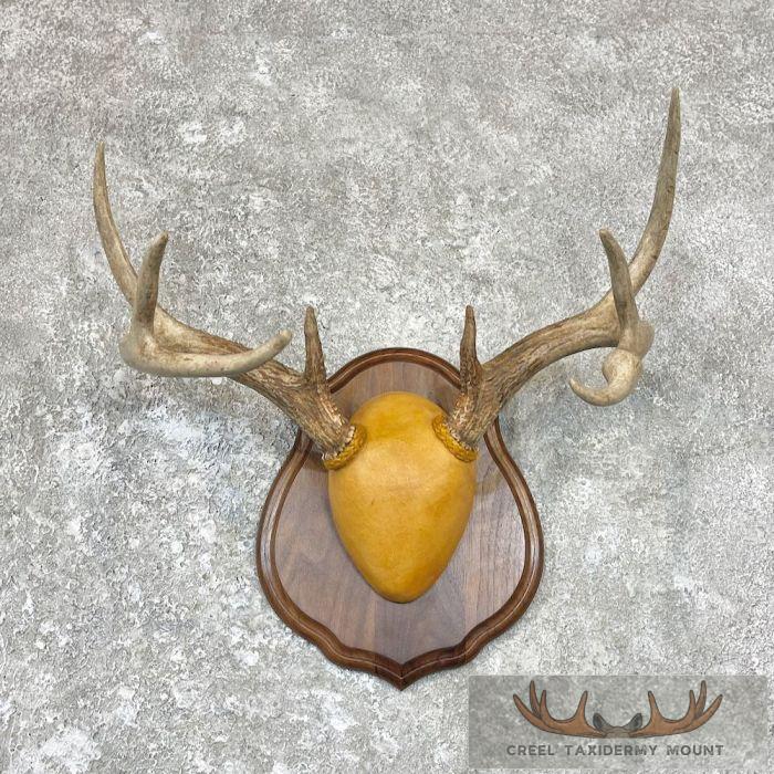 Whitetail Deer Antler Plaque Taxidermy Mount For Sale