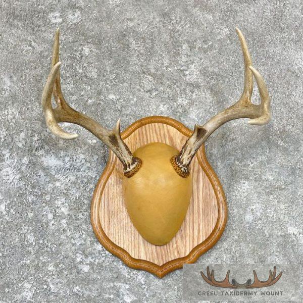 Whitetail Deer Antler Plaque Taxidermy Mount For Sale