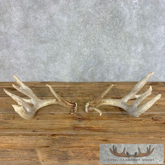 Collector Set of Trophy Whitetail Deer Antler Sheds For Sale