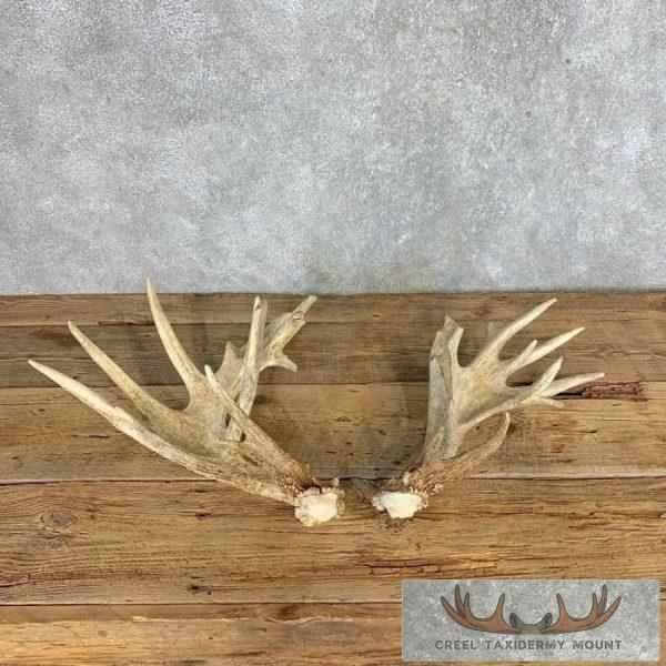 Collector Set of Trophy Whitetail Deer Antler Sheds For Sale