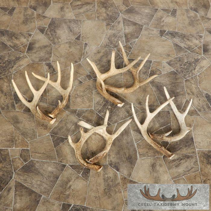 Whitetail Deer Antler Craft Pack For Sale