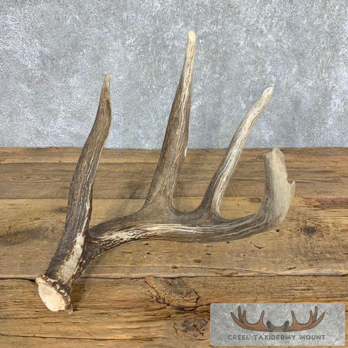 Whitetail Deer Antler Shed Wildlife Craft For Sale
