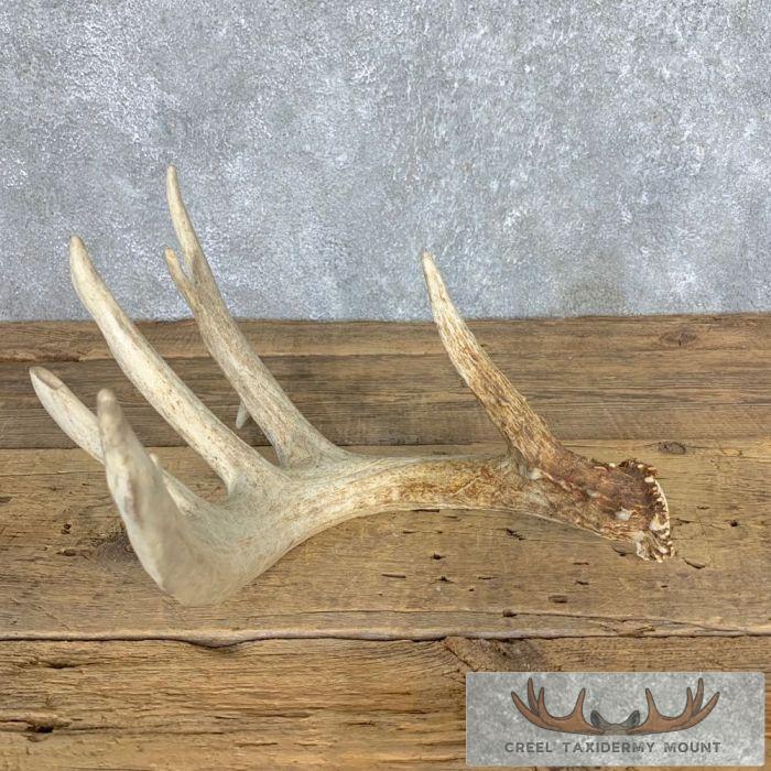 Whitetail Deer Antler Shed Cabin Decoration For Sale