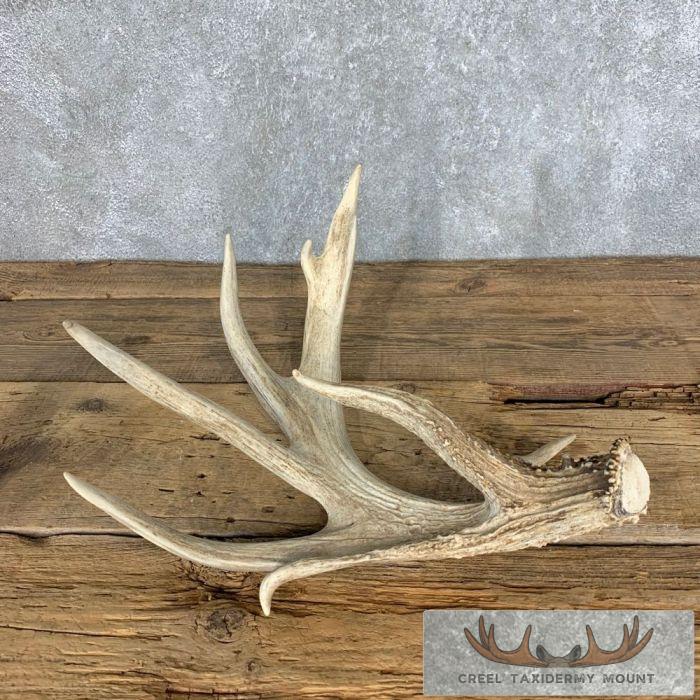 Collectible Trophy Whitetail Deer Antler Shed For Sale