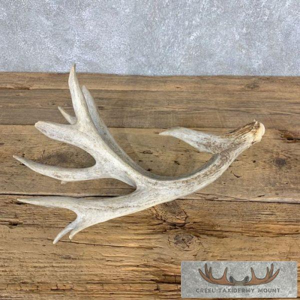 Whitetail Deer Antler Shed Collectable For Sale