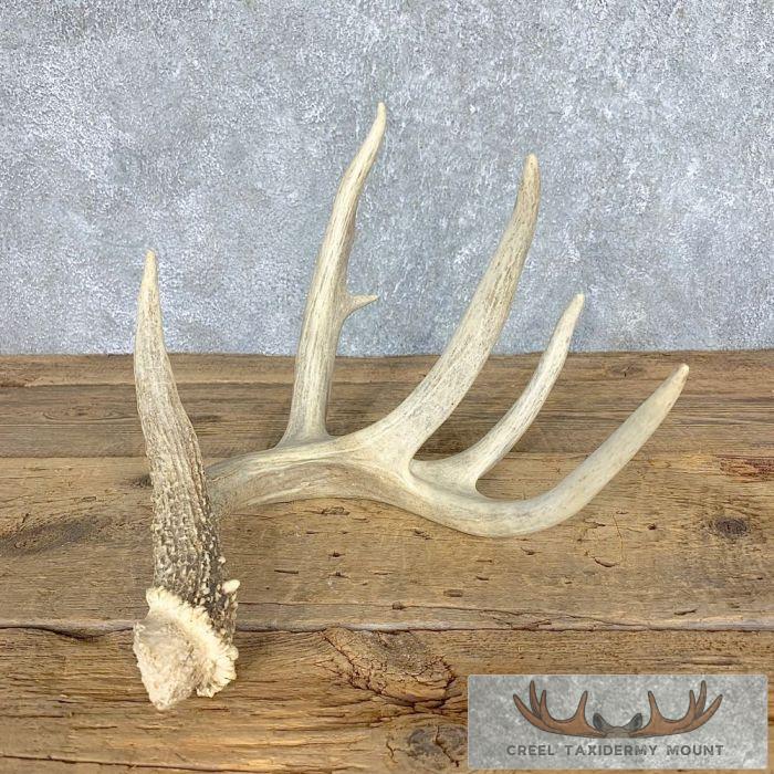 Whitetail Deer Antler Shed Wildlife Decor For Sale