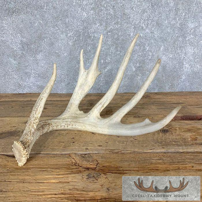 Whitetail Deer Antler Shed Cabin Decor For Sale