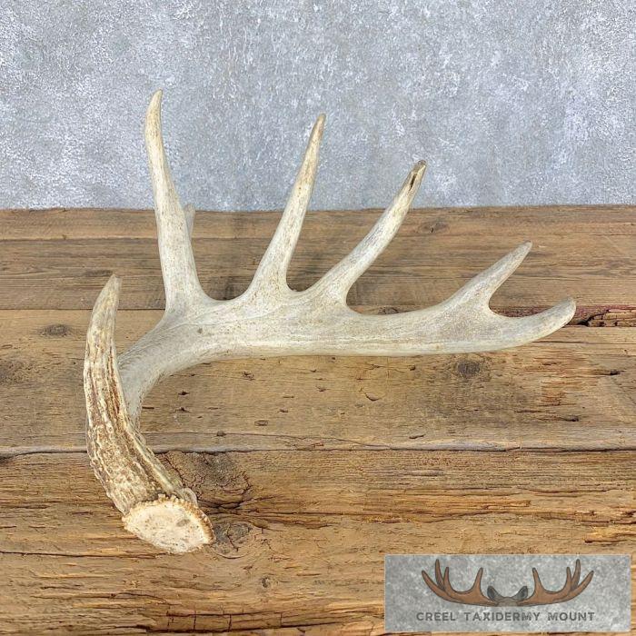 Whitetail Deer Antler Shed Wildlife Decor For Sale