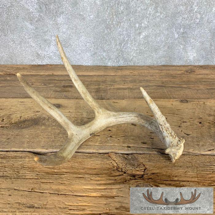 Natural Shed Whitetail Deer Antler Craft For Sale